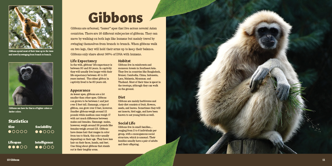 Pages 10 & 11 of Primate Pursuit Brochure