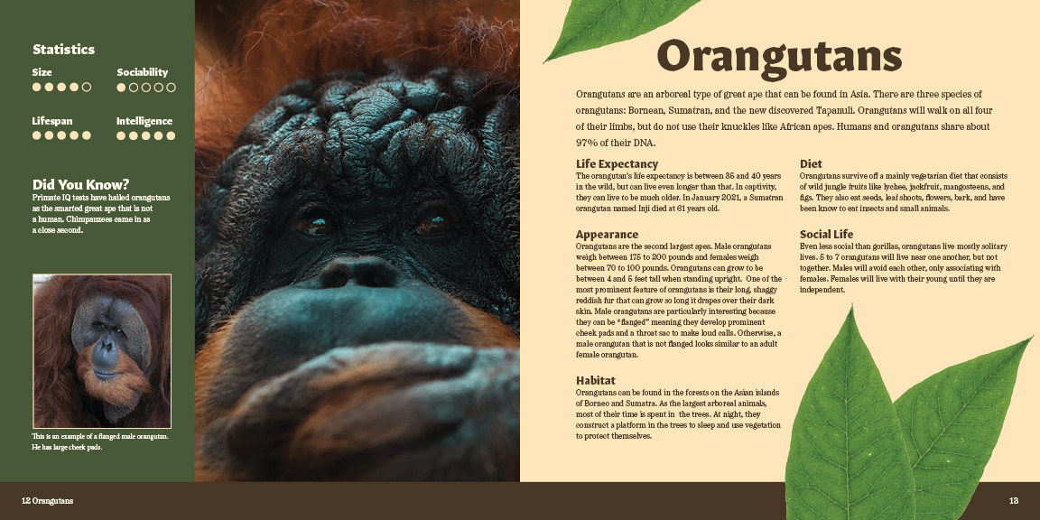 Pages 12 & 13 of Primate Pursuit Brochure
