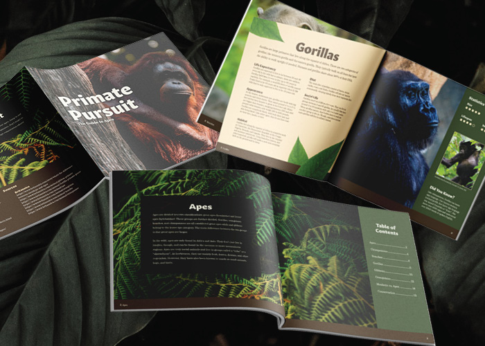 Mockup of Primate Pursuit Brochure cover and back, introduction and table of contents, and the gorillas spread